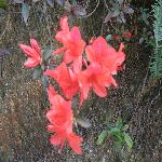 ��̬�ƽ�԰��