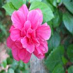 ��̬�ƽ�԰��