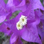 ��̬�ƽ�԰��